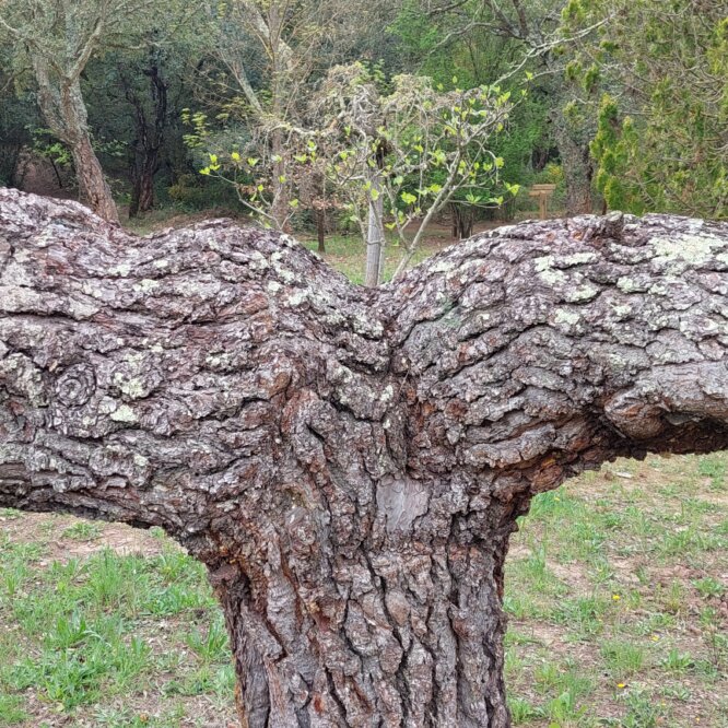 honi soit savoir-voir.com copyright thoams pfister 2025