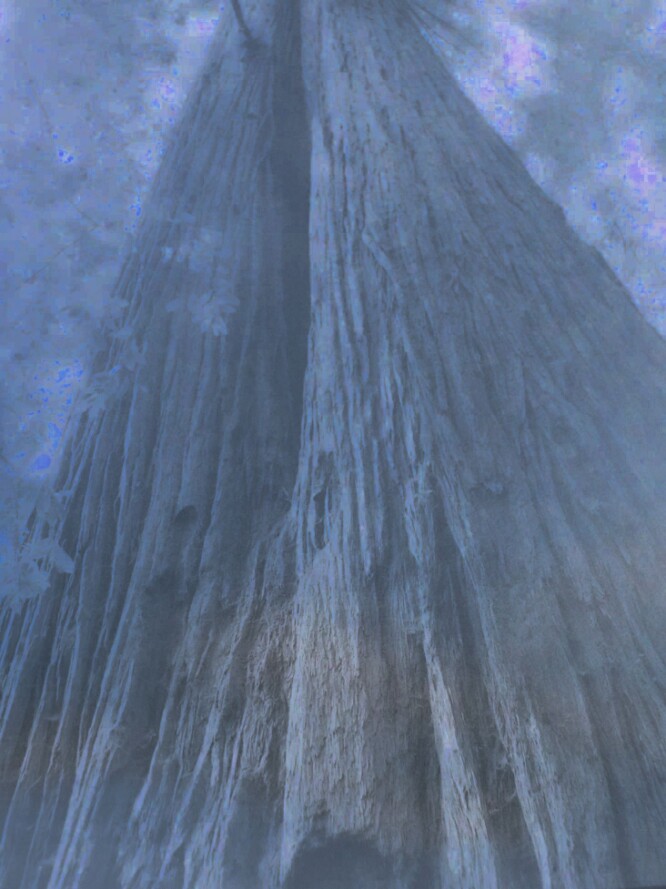 giant redwoods california savoir-voir.com thomas pfister copyright