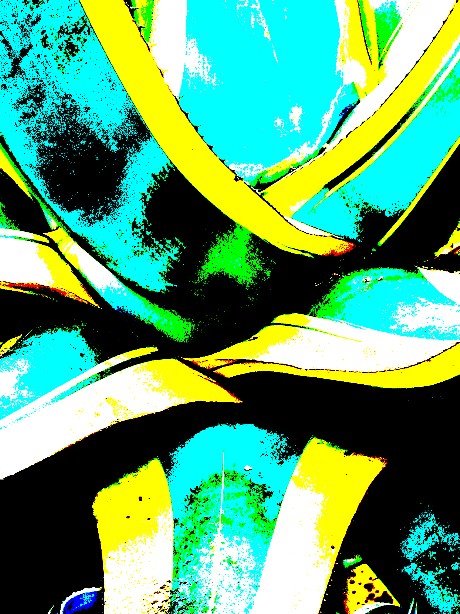 Pop Agave  bleu turquoise  savoir-voir.com ProvencePhotoPopArt copyright Pop Agave bleu turquoise  savoir-voir.com ProvencePhotoPopArt copyright