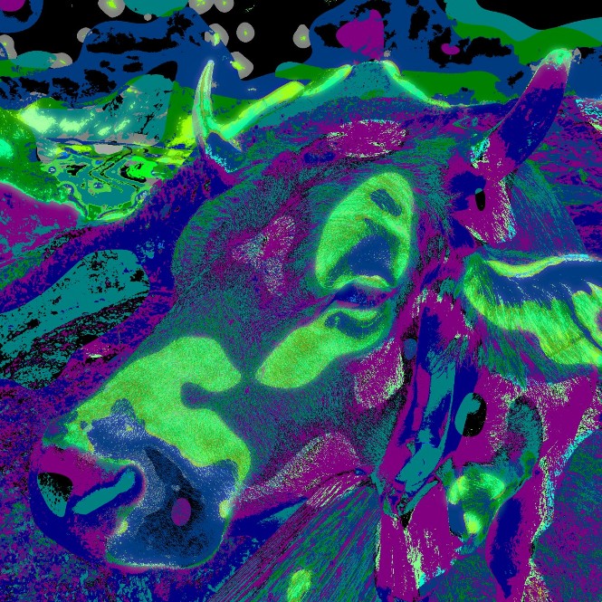 aletsch kuh popart photographie copyrigt thomas pfister savoir-voir.com switzerland