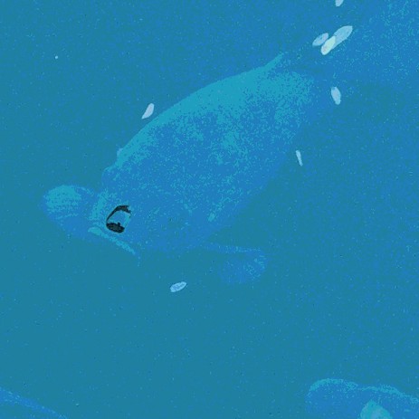 carpe diem blue savoir-voir.com copyright thomas pfister