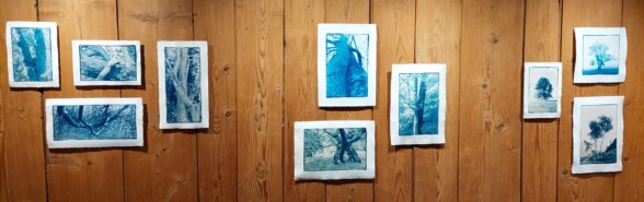 Cyanotypes Berührende Bäume Foma 25 Männedorf Annette Golaz Thomas Pfister Cyanotypes Berührende Bäume Foma 25 Männedorf Annette Golaz Thomas Pfister