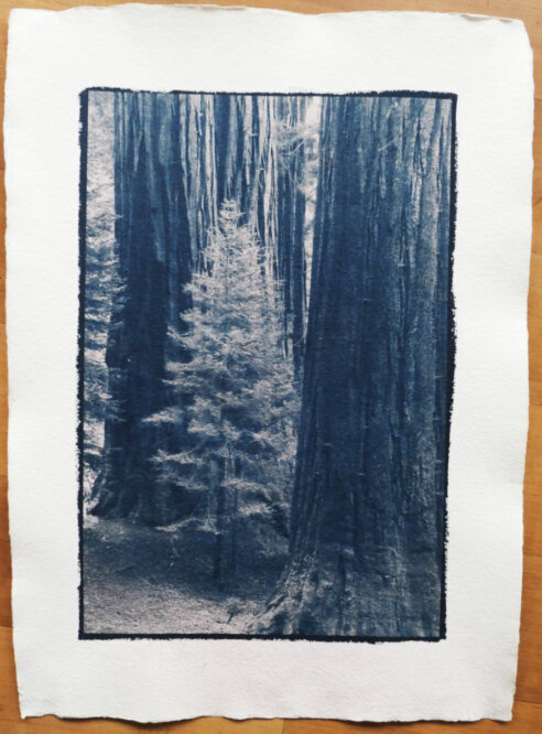 Cyanotypie Titel behütet copyright thomas pfister 2024 Cyanotypie Titel behütet copyright thomas pfister 2024