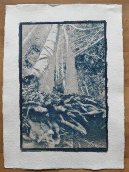 Cyanotypie Titel für immer verbunden copyright thomas pfister 2024 Cyanotypie Titel für immer verbunden copyright thomas pfister 2024