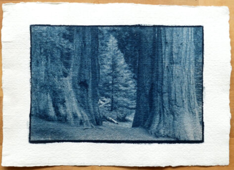 Cyanotypie Titel geborgen copyright thomas pfister 2024 Cyanotypie Titel geborgen copyright thomas pfister 2024