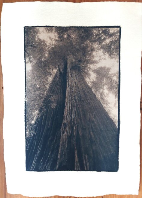 Cyanotypie Titel gross träumend copyright thomas pfister 2024 hamamelis Cyanotypie Titel gross träumend copyright thomas pfister 2024 hamamelis