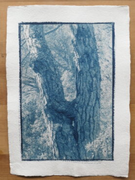 Cyanotypie Titel halt gebend copyright thomas pfister 2024 Cyanotypie Titel halt gebend copyright thomas pfister 2024