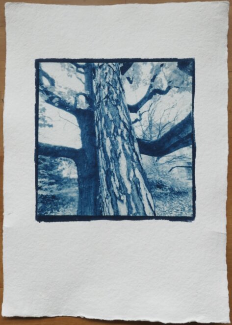 Cyanotypie Titel innig copyright thomas pfister 2024 Cyanotypie Titel innig copyright thomas pfister 2024