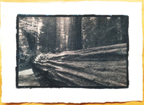 Cyanotypie Titel stoisch copyright thomas pfister 2024 Cyanotypie Titel stoisch copyright thomas pfister 2024