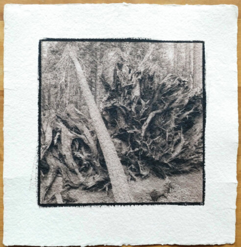 Cyanotypie Titel vergänglich copyright thomas pfister 2024 Cyanotypie Titel vergänglich copyright thomas pfister 2024