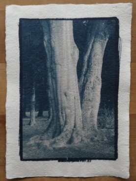 Cyanotypie Titel vertraut copyright thomas pfister 2024 Cyanotypie Titel vertraut copyright thomas pfister 2024