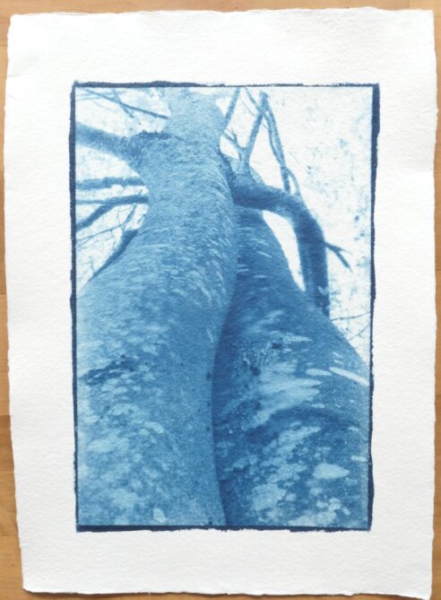 Cyanotypie Titel zärtlich copyright thomas pfister 2024 Cyanotypie Titel zärtlich copyright thomas pfister 2024