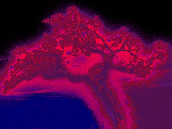 tree in flames thomas pfiser savoir-voir.com copyright