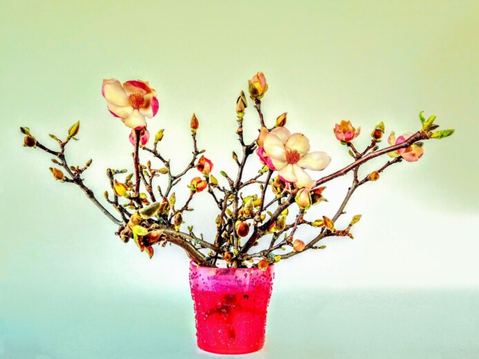 Magnolie savoir-voir.com copyright thomas pfister