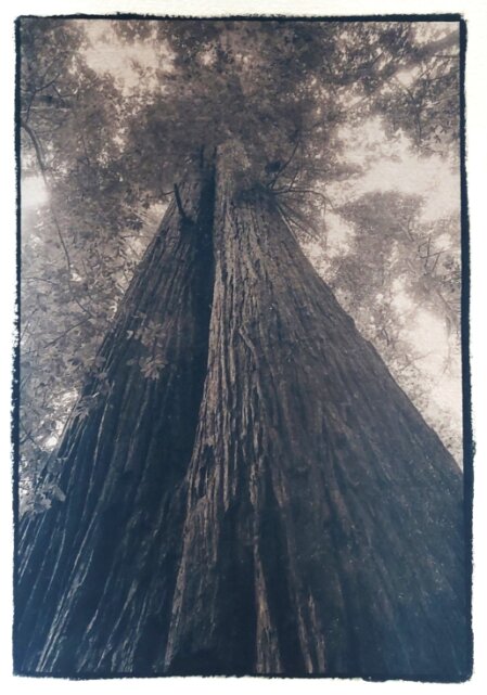 Redwood Couple Cyanotype Thomas Pfister copyright savoir-voir.com Redwood Couple Cyanotype Thomas Pfister copyright savoir-voir.com