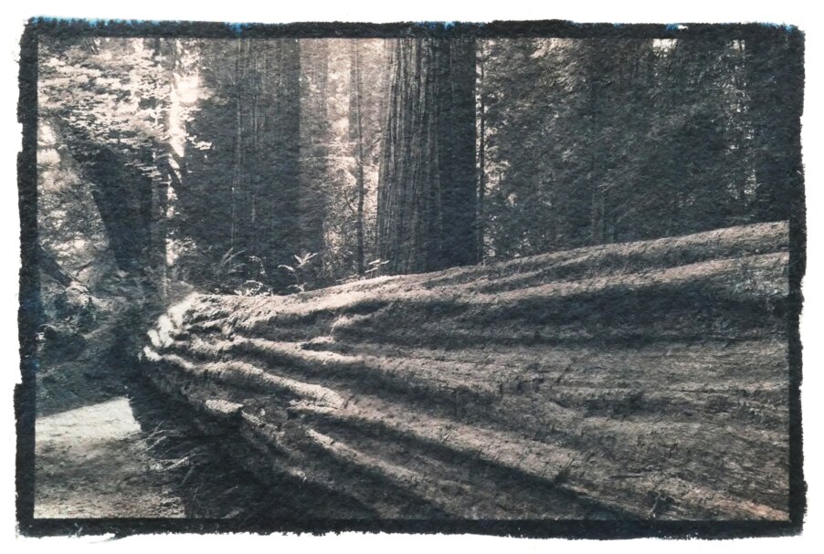 Redwood Mourning Cyanotype Thomas Pfister copyright savoir-voir.com Redwood Mourning Cyanotype Thomas Pfister copyright savoir-voir.com