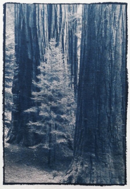 Redwood Parents Cyanotype Thomas Pfister copyright savoir-voir.com Redwood Parents Cyanotype Thomas Pfister copyright savoir-voir.com