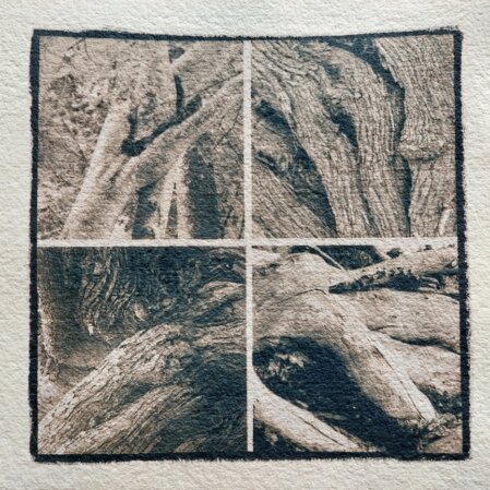 Cyanotypie Berührende Bäume Thomas Pfister 2024 Cyanotypie Berührende Bäume Thomas Pfister 2024