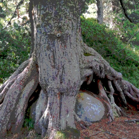 stone is born thomas pfister copyright savoir-voir.com