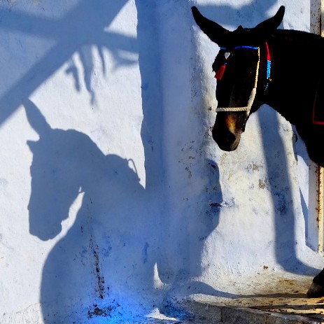 firadonkey thomas pfister copyright savoir-voir.com firadonkey thomas pfister copyright savoir-voir.com