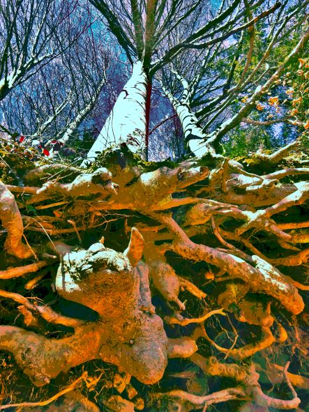 power plant pulsating roots Serie II copyright thomas pfister savoir-voir.com 2023 power plant pulsating roots Serie II copyright thomas pfister savoir-voir.com 2023