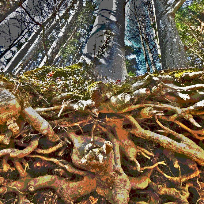 pulsating roots pop bright 2 savoir-voir.com copyright thomas pfister pulsating roots pop bright 2 savoir-voir.com copyright thomas pfister