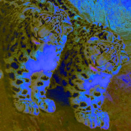 schneeleopaar popart photographie copyrigt thomas pfister savoir-voir.com switzerland